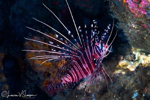 Lionfish/Photographed with a Canon 60 mm macro lens at An... by Laurie Slawson 